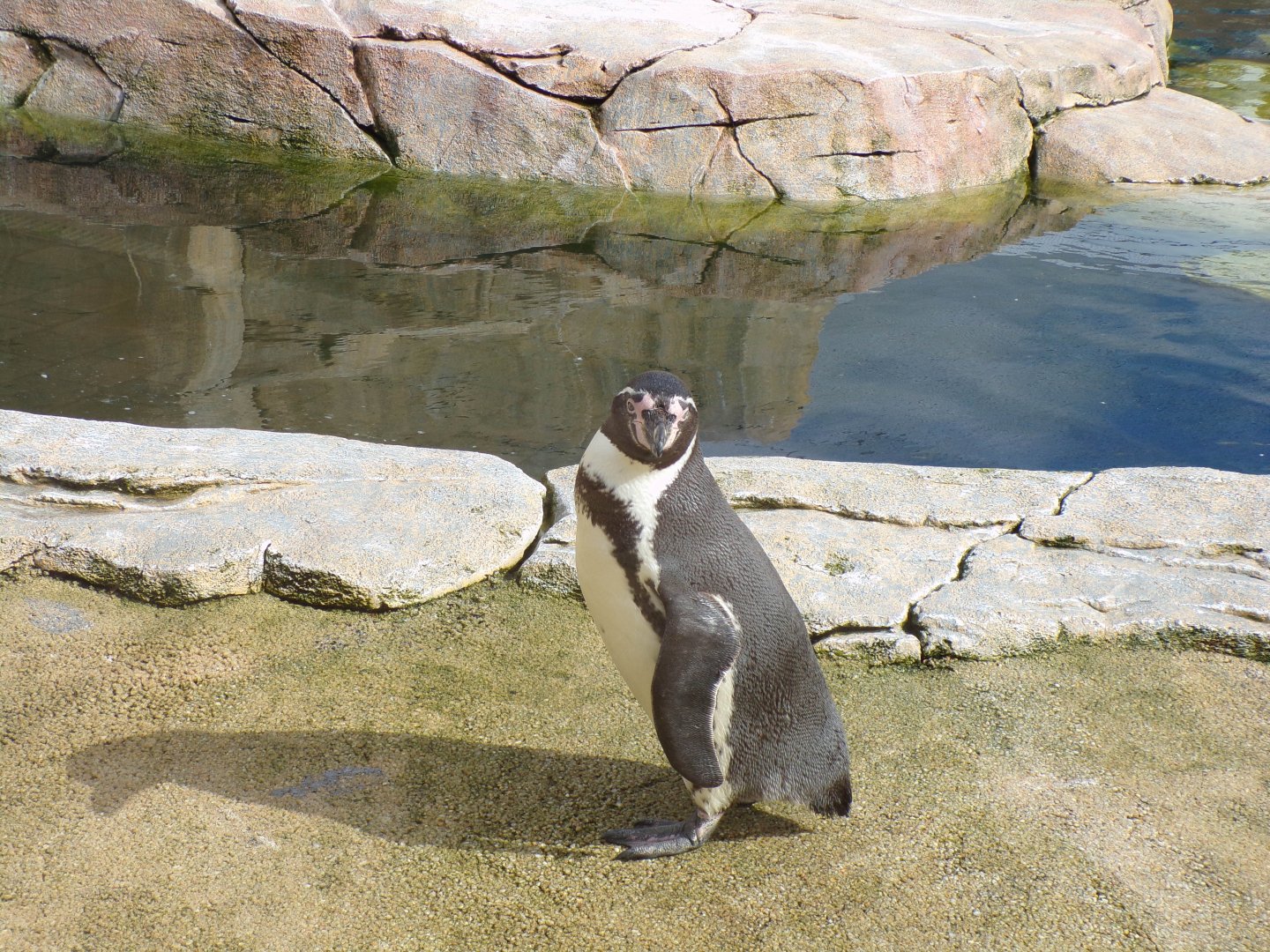 Humboldt penguin 12.4.24