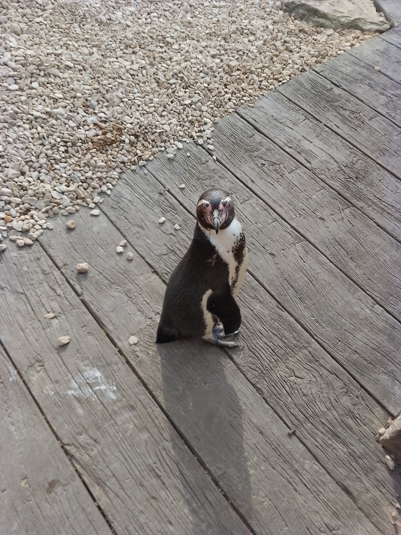 Humboldt penguin 120425
