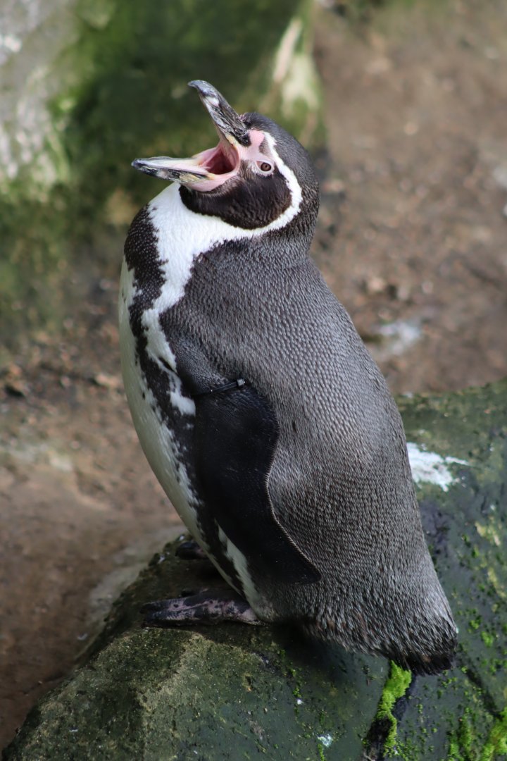 Humboldt Penguin - 19 January 2020