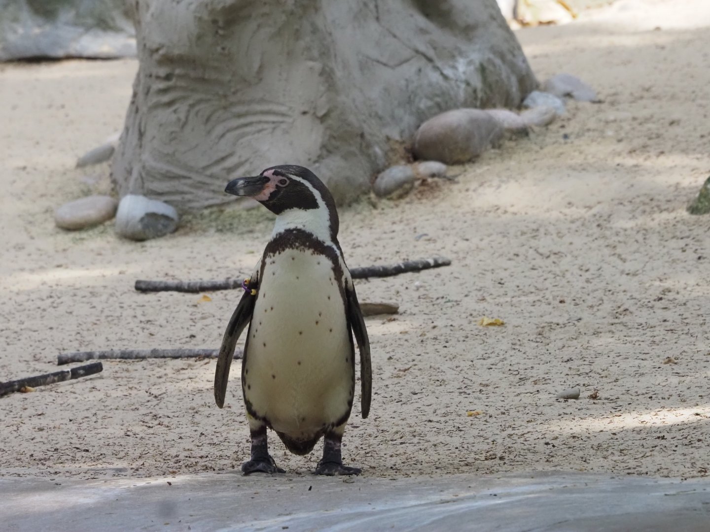 Humboldt Penguin 2