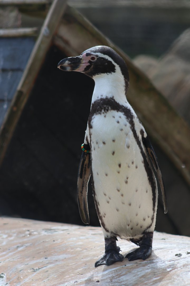 Humboldt penguin - 20 April 2022