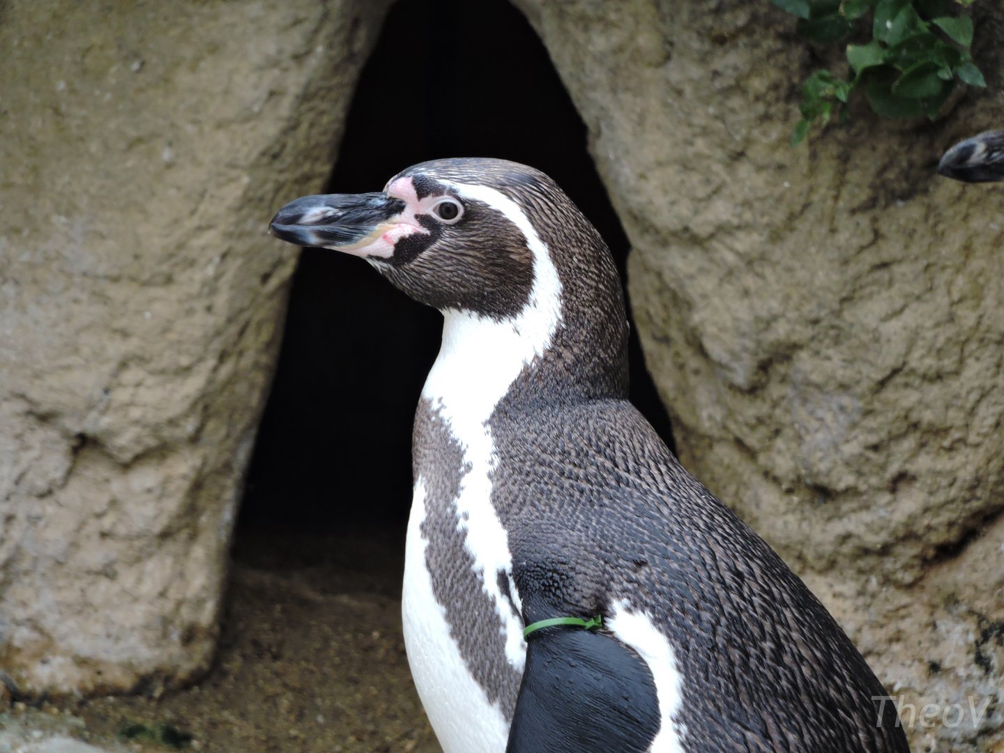 Humboldt penguin [2015]