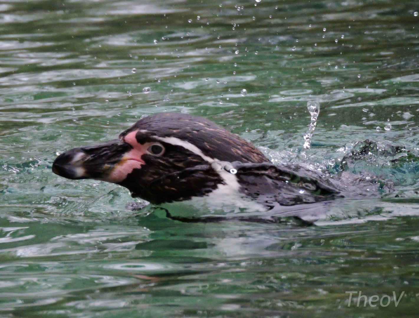 Humboldt penguin [2015]