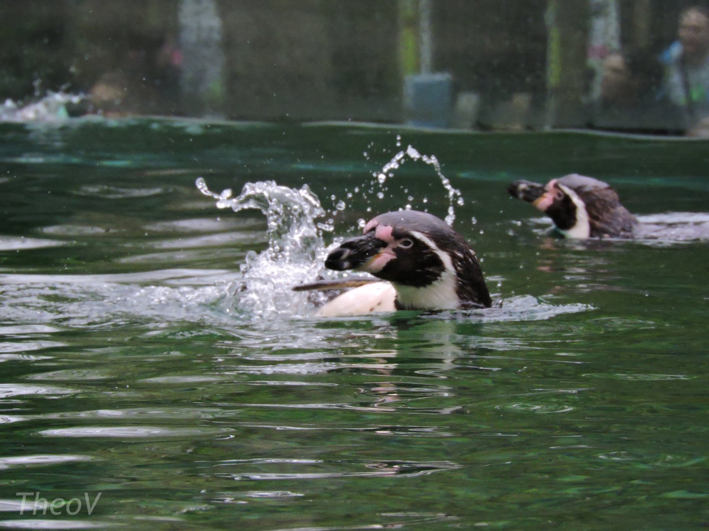 Humboldt penguin [2015]