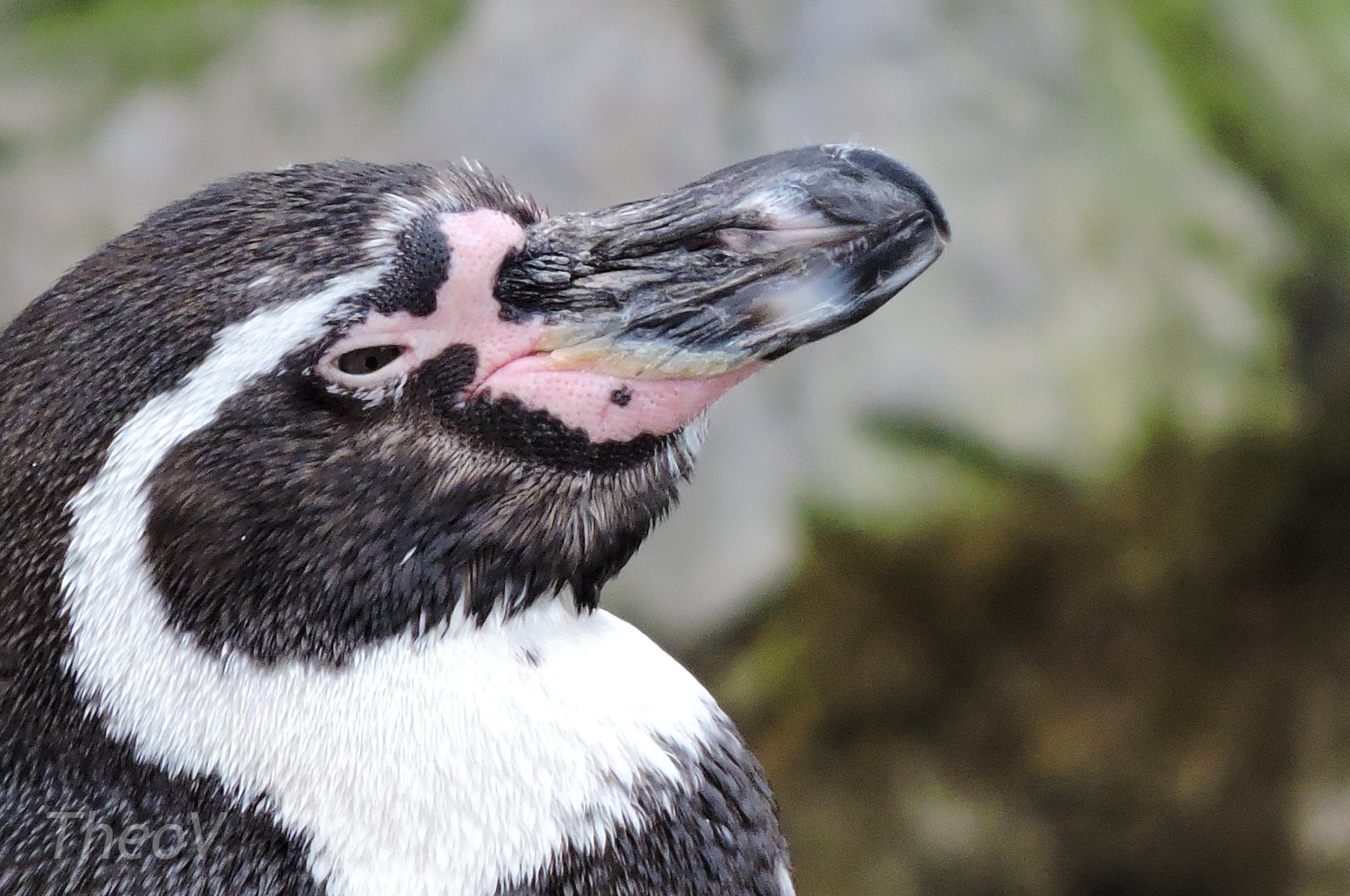 Humboldt penguin [2016]