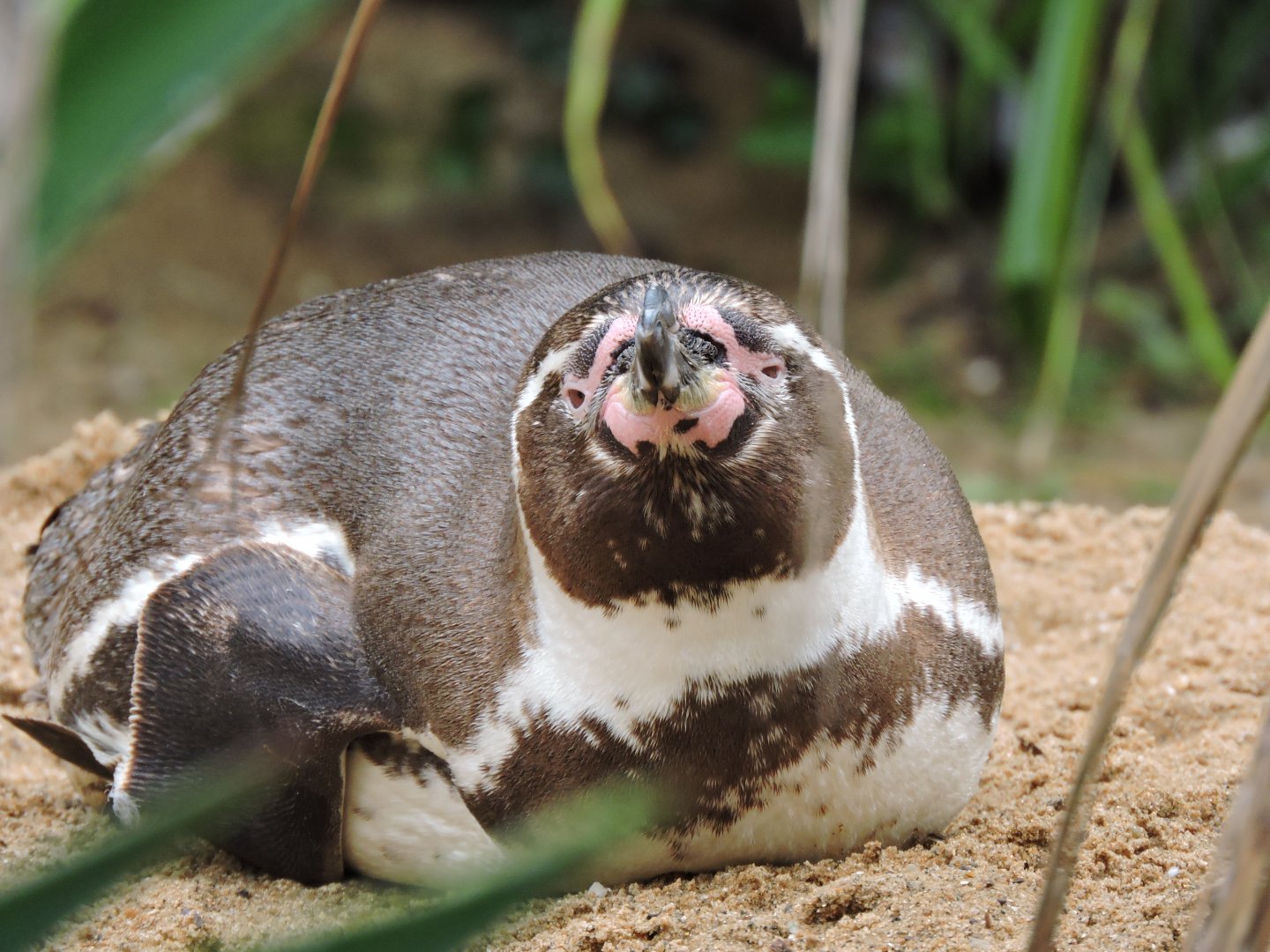 Humboldt penguin [2016]