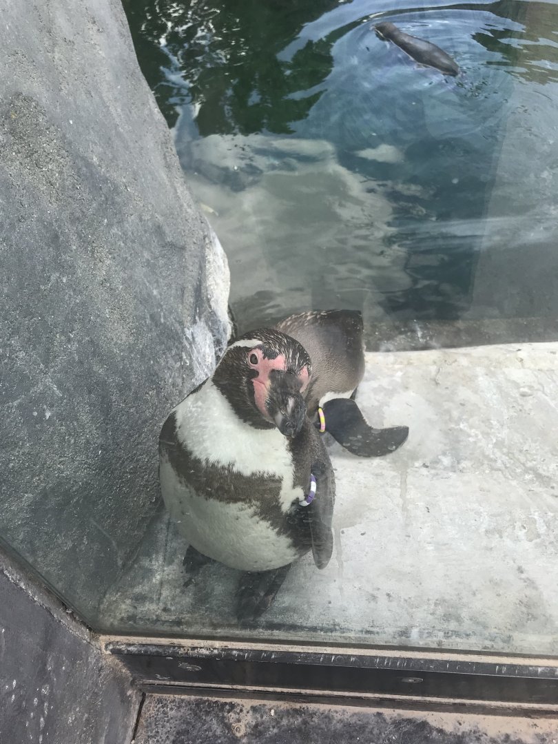 Humboldt penguin (2019)