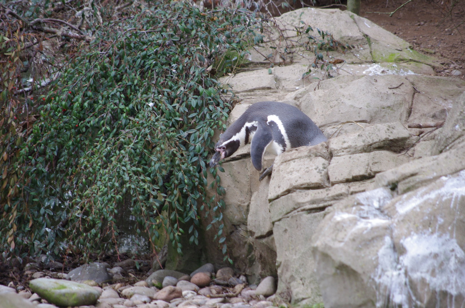 Humboldt Penguin- 4/3/2023