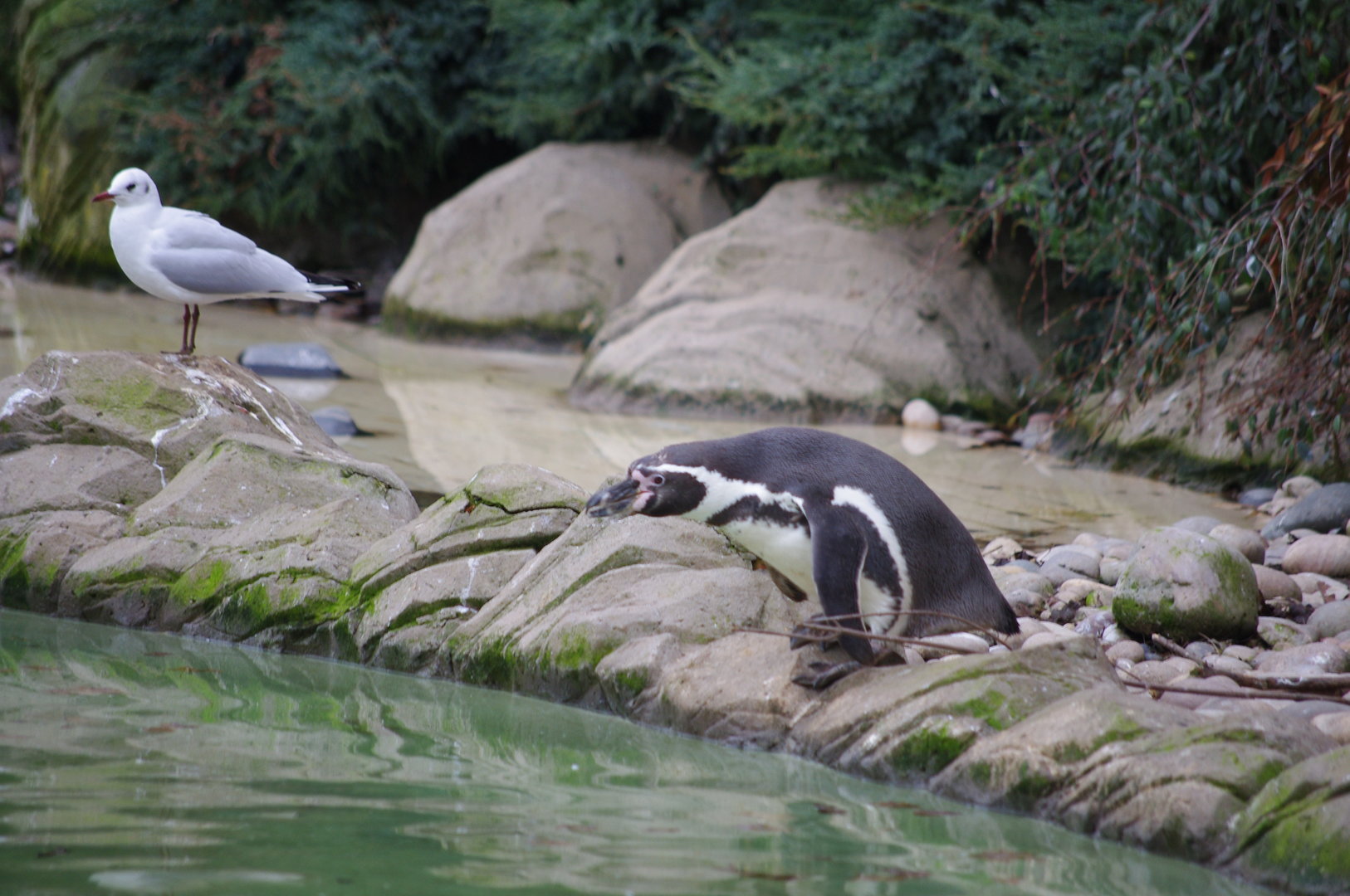 Humboldt Penguin- 4/3/2023