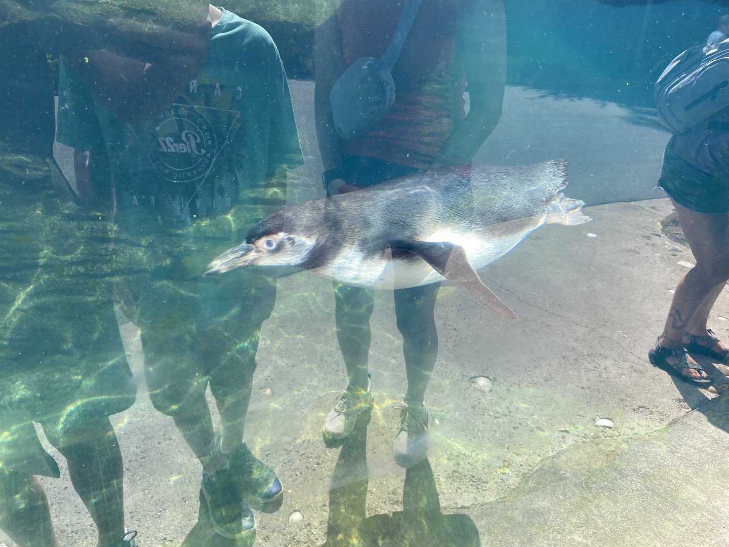 Humboldt Penguin 7-11-2023