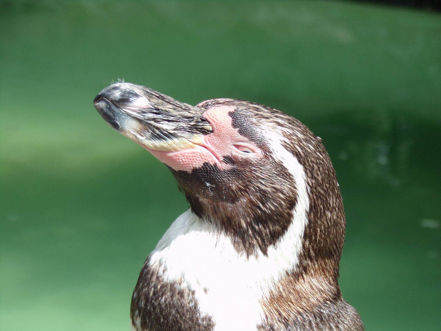 Humboldt penguin 7.7.24