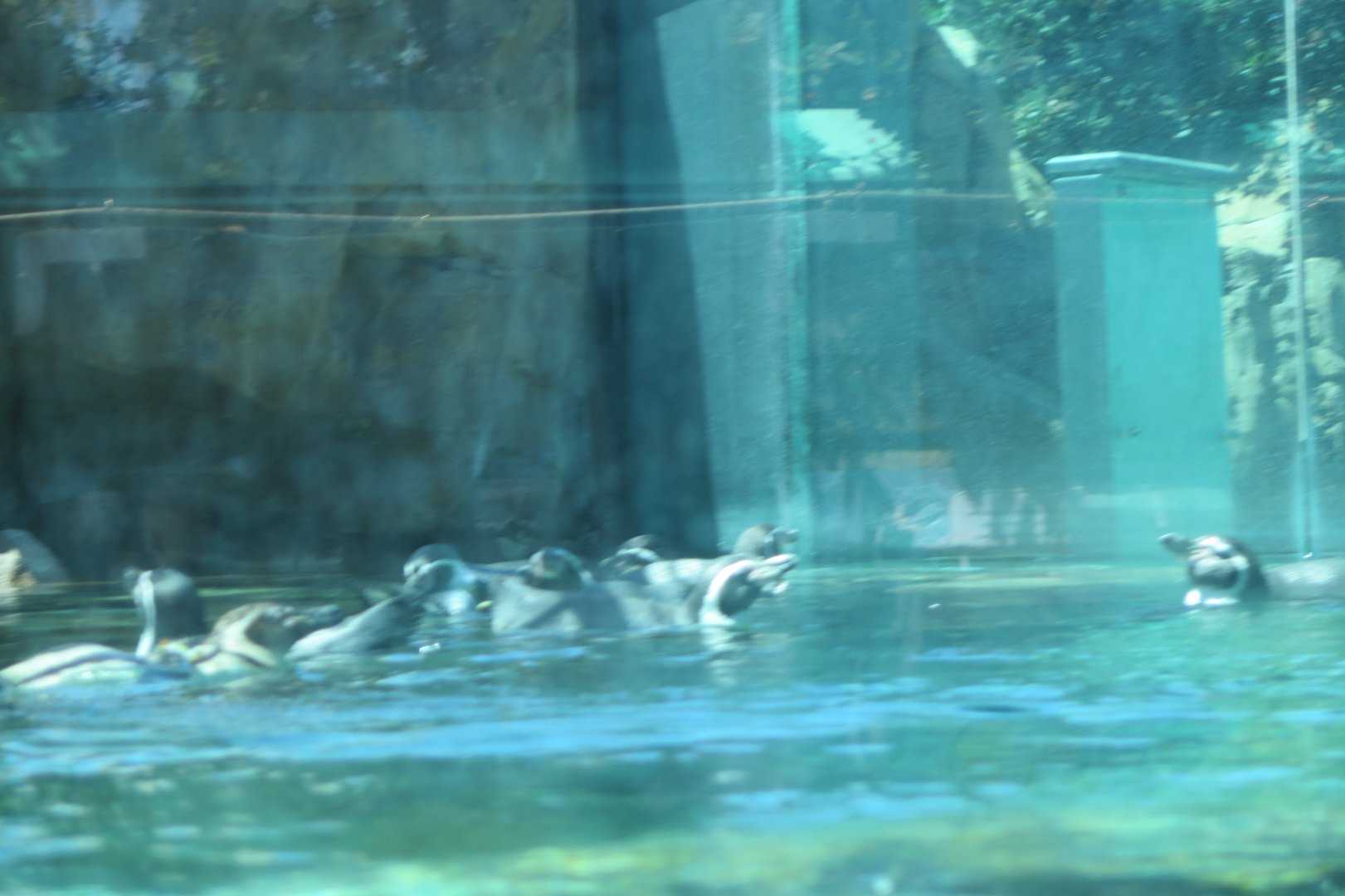 Humboldt Penguin(8/26/24)