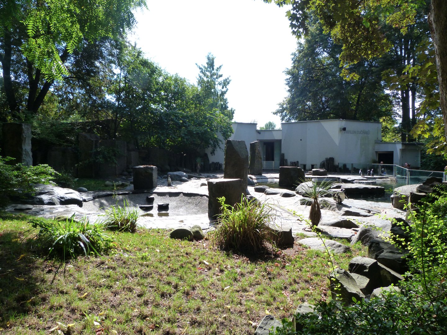 Humboldt penguin and Fuegian steamer duck exhibit -Zoo Praha (2025)