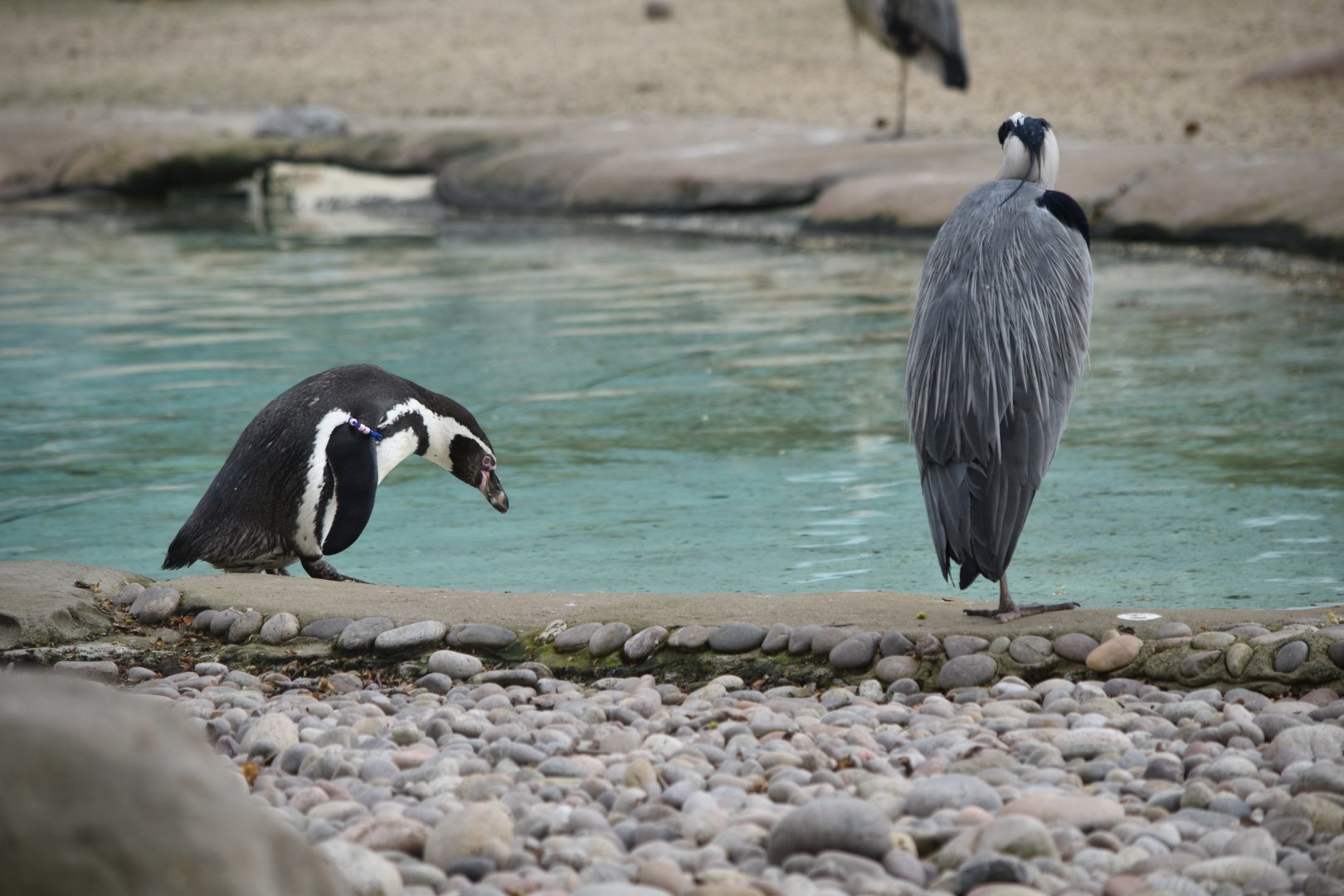 Humboldt penguin and grey heron