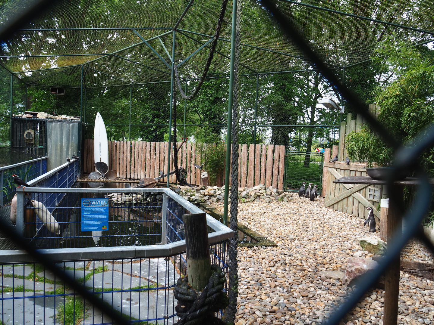 Humboldt penguin and Inca tern aviary, 2022-05-17