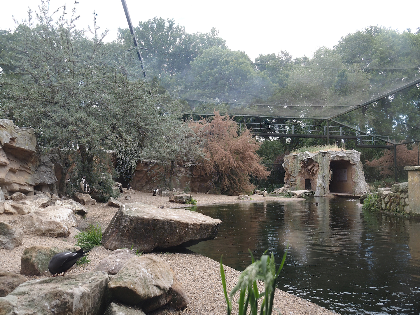 Humboldt penguin and Inca tern aviary, 2025-05-22
