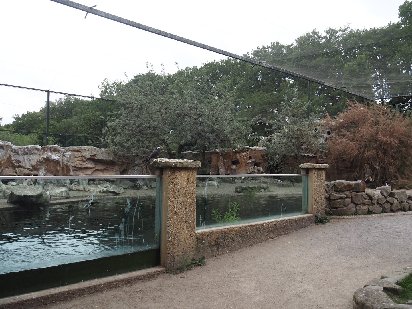 Humboldt penguin and Inca tern aviary, 2025-05-22