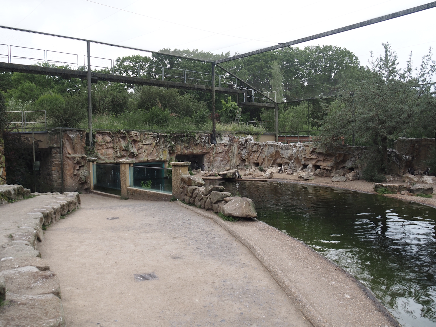 Humboldt penguin and Inca tern aviary, 2025-05-22