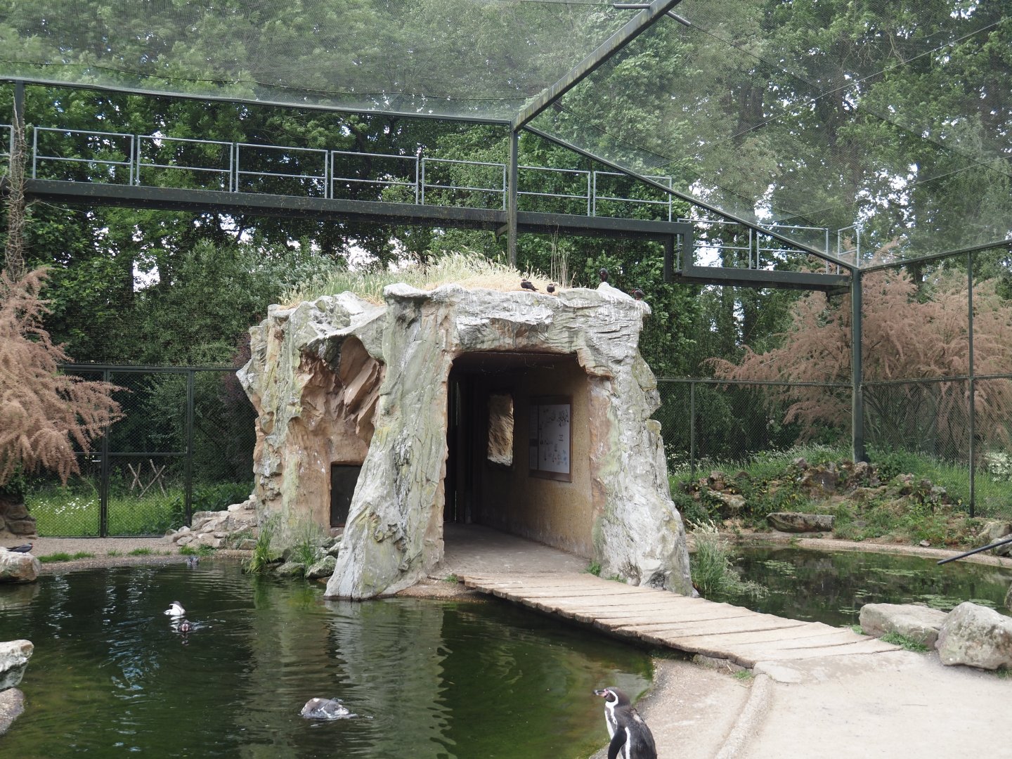 Humboldt penguin and Inca tern aviary - Cliff with education and walkway to exit, 2025-05-22