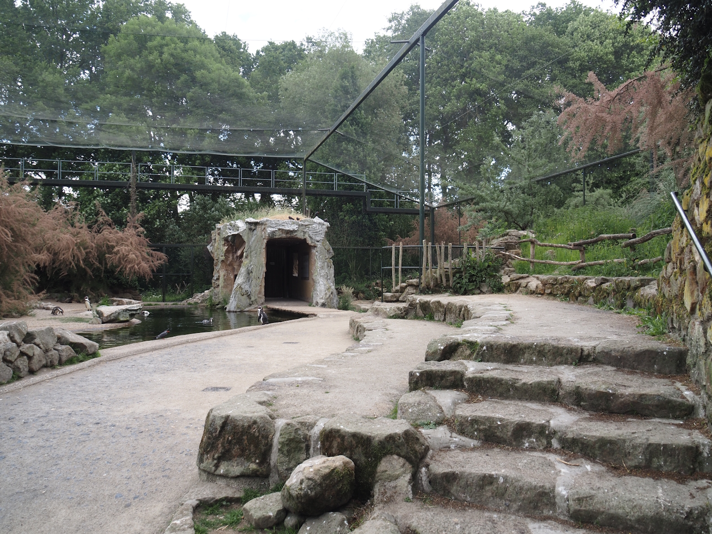 Humboldt penguin and Inca tern aviary - Visitor area, 2025-05-22