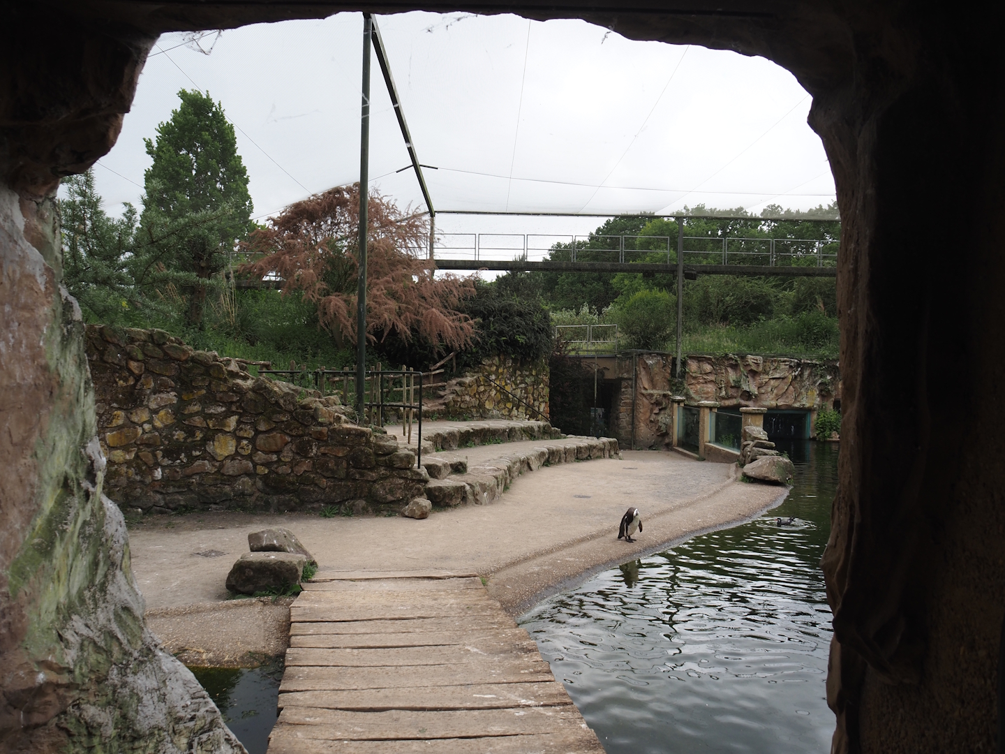 Humboldt penguin and Inca tern aviary - Visitor area, 2025-05-22