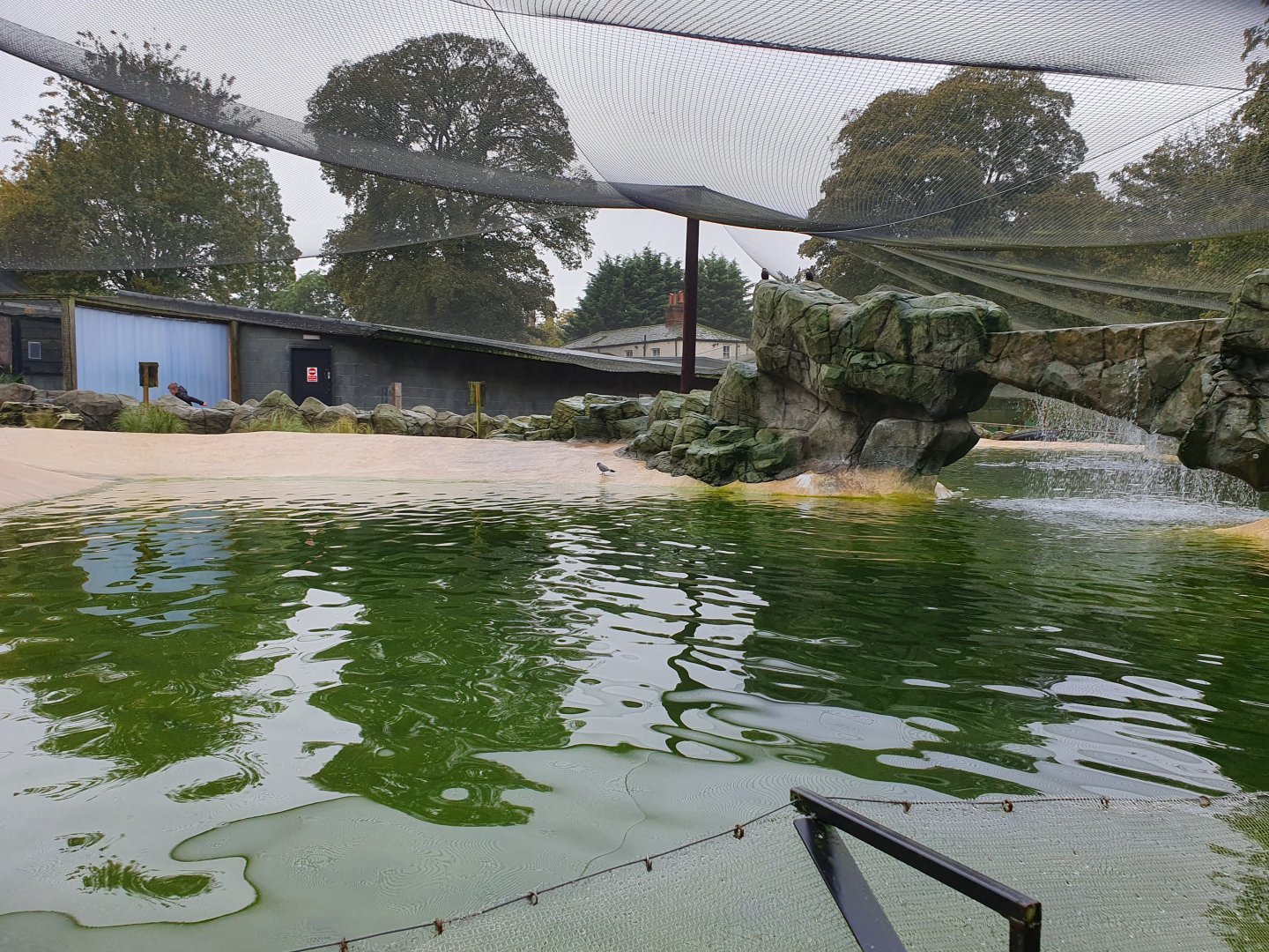 Humboldt Penguin and Inca Tern enclosure