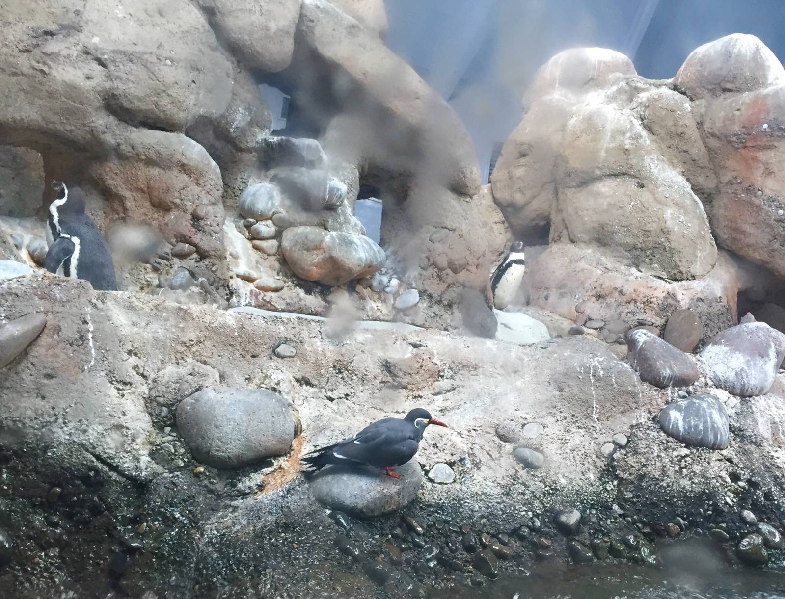 Humboldt Penguin and Inca Tern Exhibit