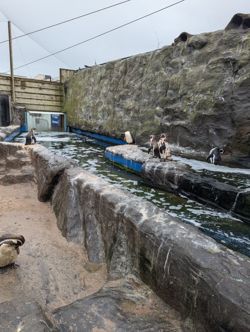 Humboldt Penguin and Inca Tern Exhibit