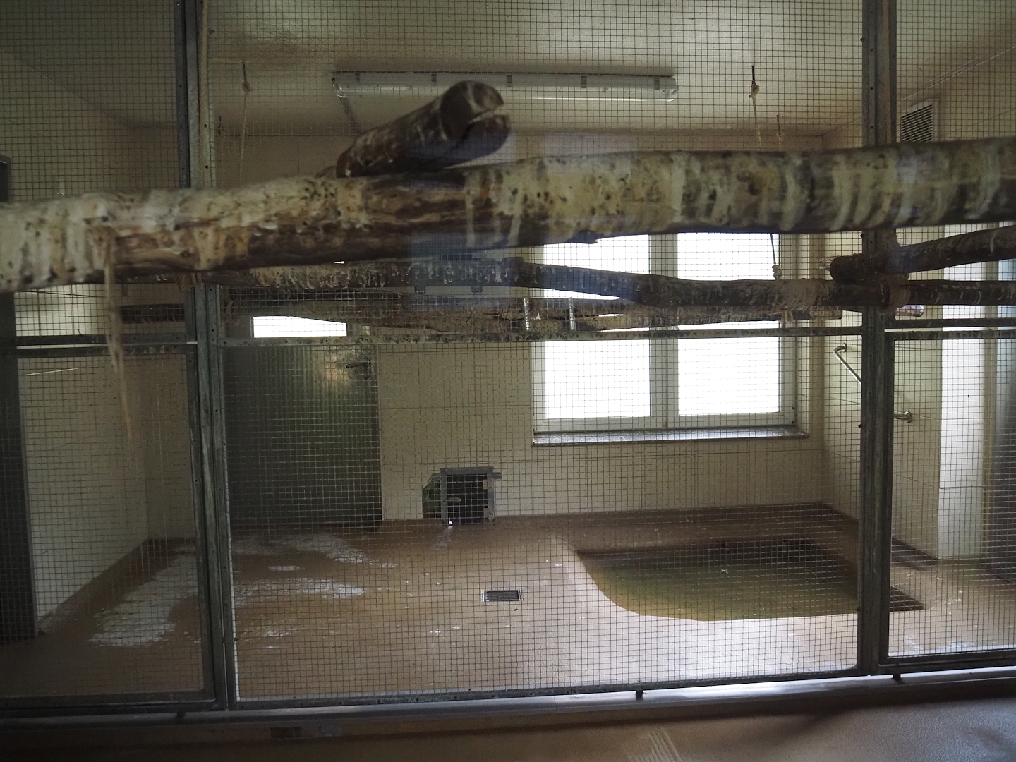 Humboldt penguin and Inca tern indoor holding, 2025-05-22