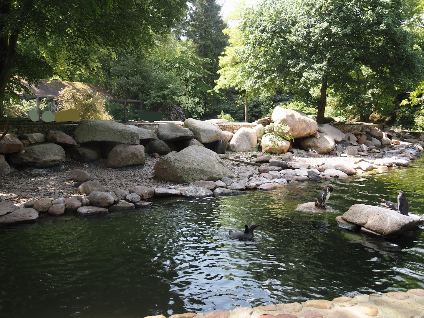 Humboldt penguin and Magellanic flightless steamer duck exhibit, 2024-05-21