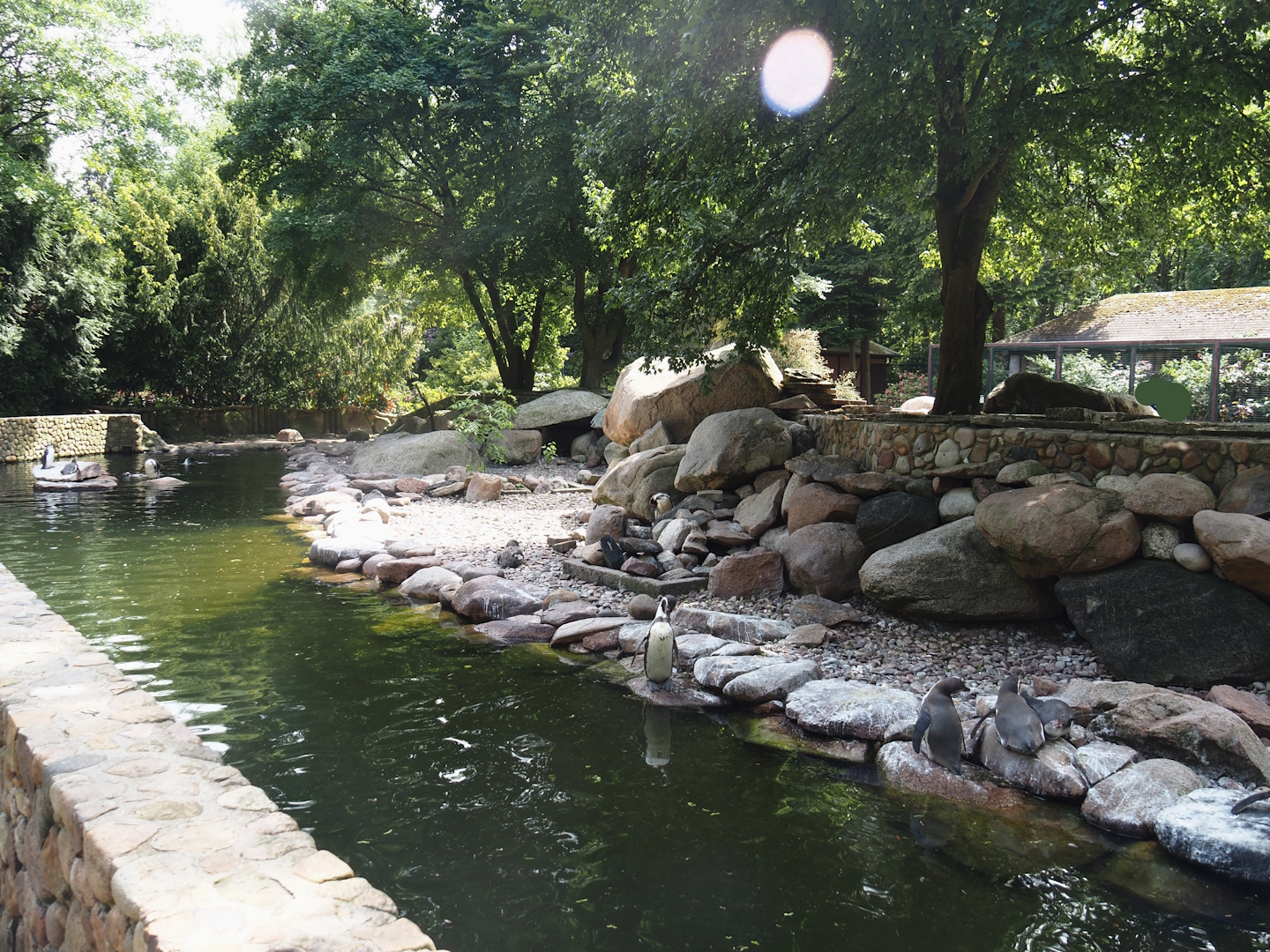 Humboldt penguin and Magellanic flightless steamer duck exhibit, 2024-05-21