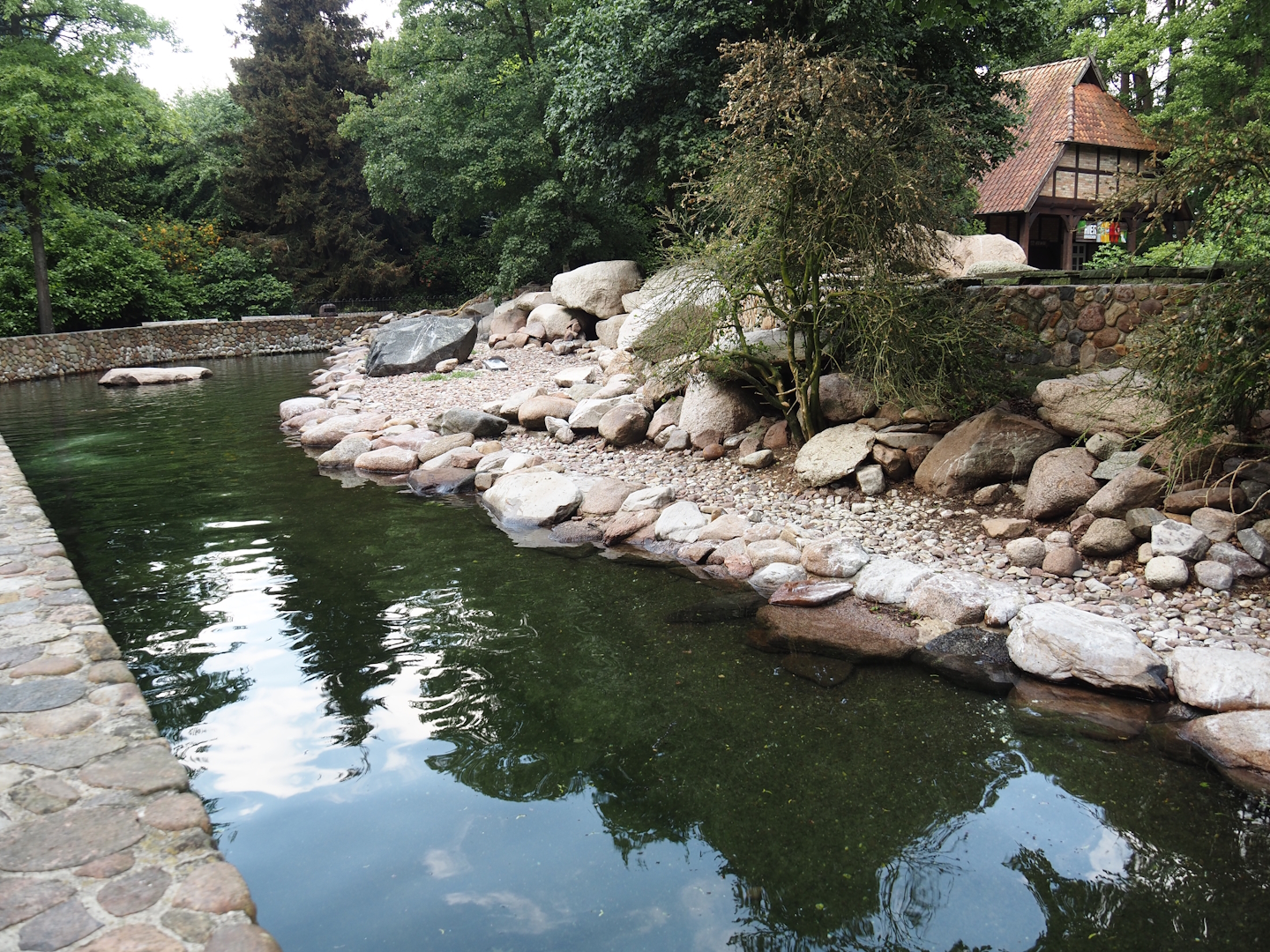 Humboldt penguin and Magellanic flightless steamer duck exhibit, 2024-05-23