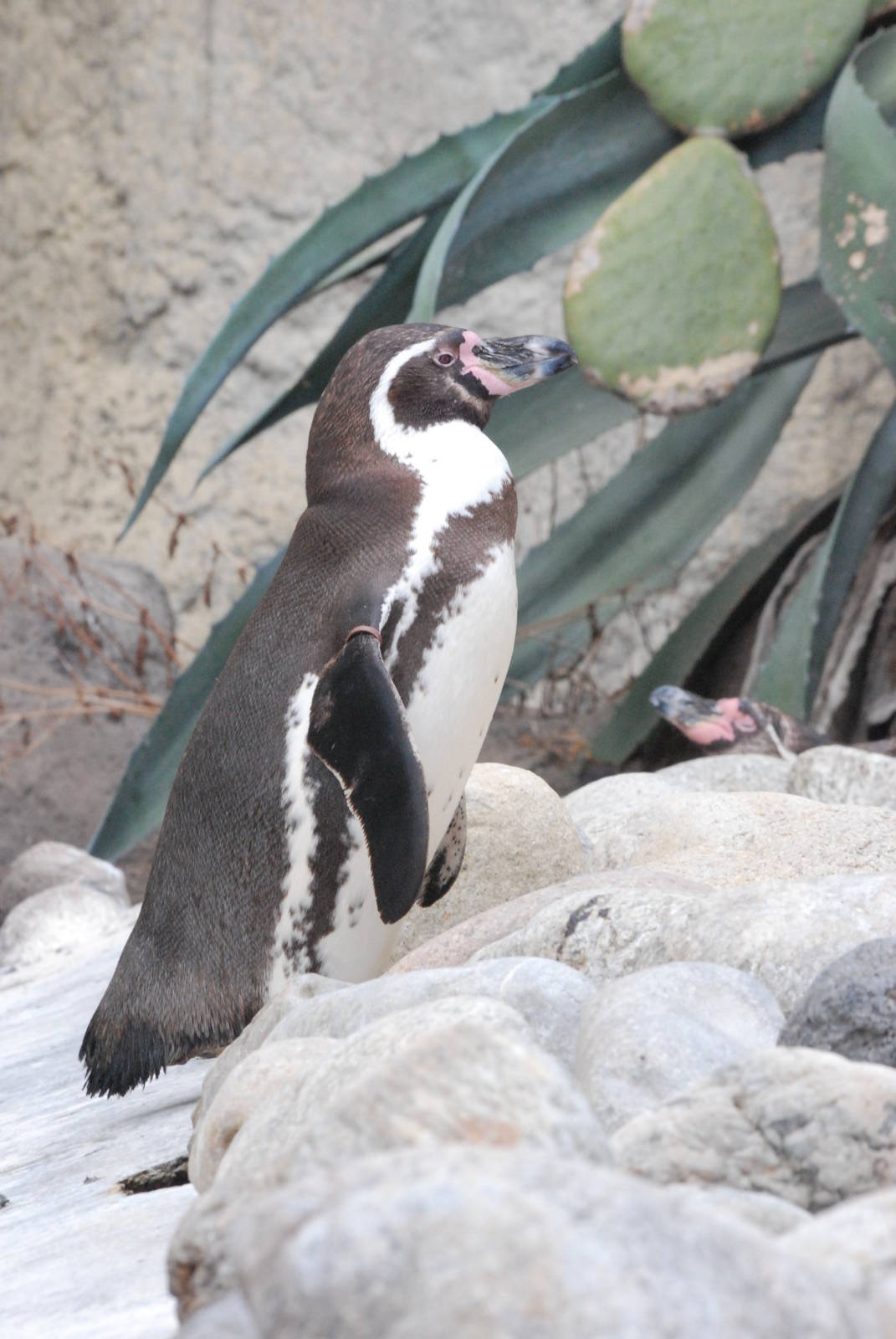 Humboldt Penguin at Barcelona, 30/05/11