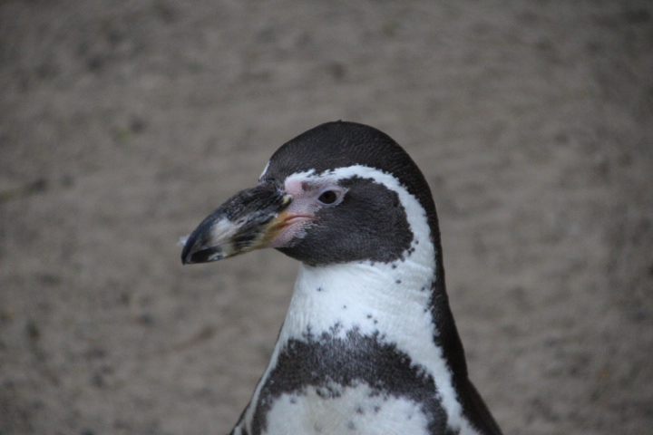 Humboldt Penguin at Dudley Zoo & Castle