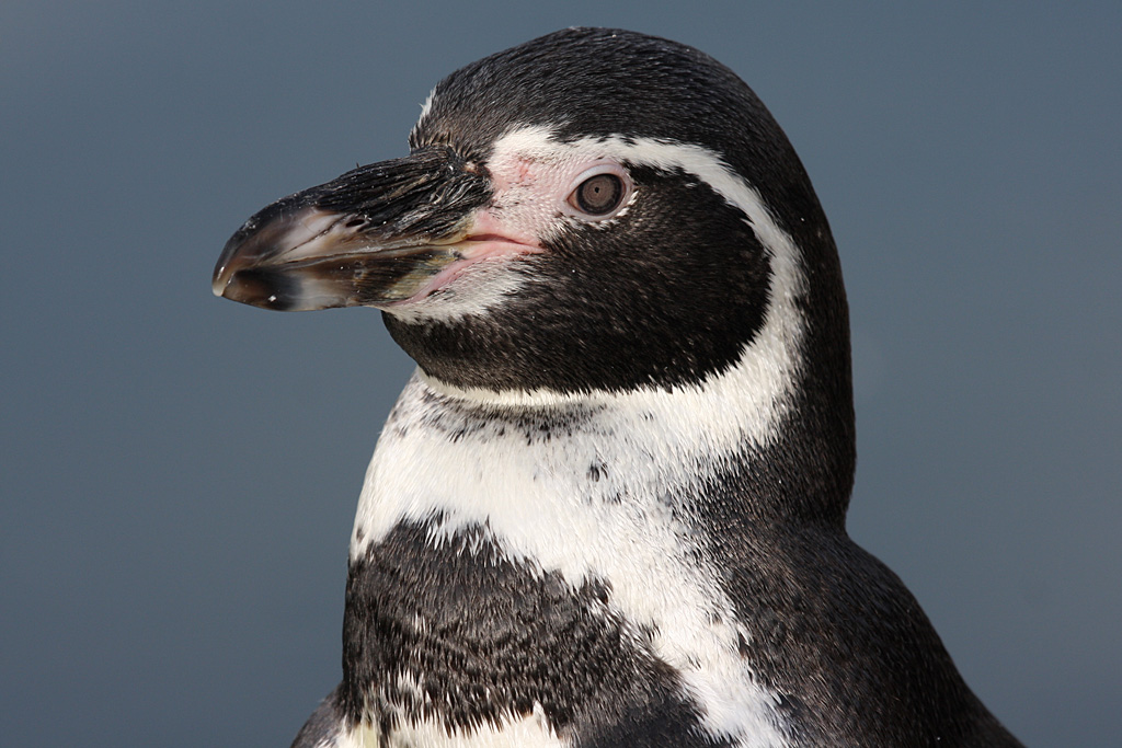 Humboldt Penguin at Peak Wildlife Park 5/9/15