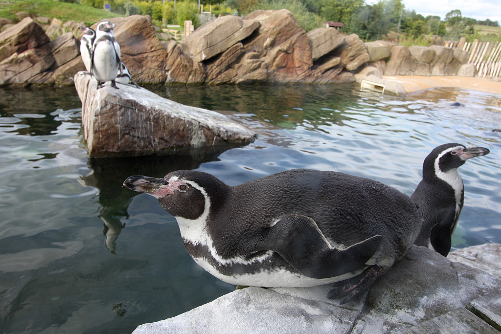 Humboldt Penguin at Peak Wildlife Park 5/9/15