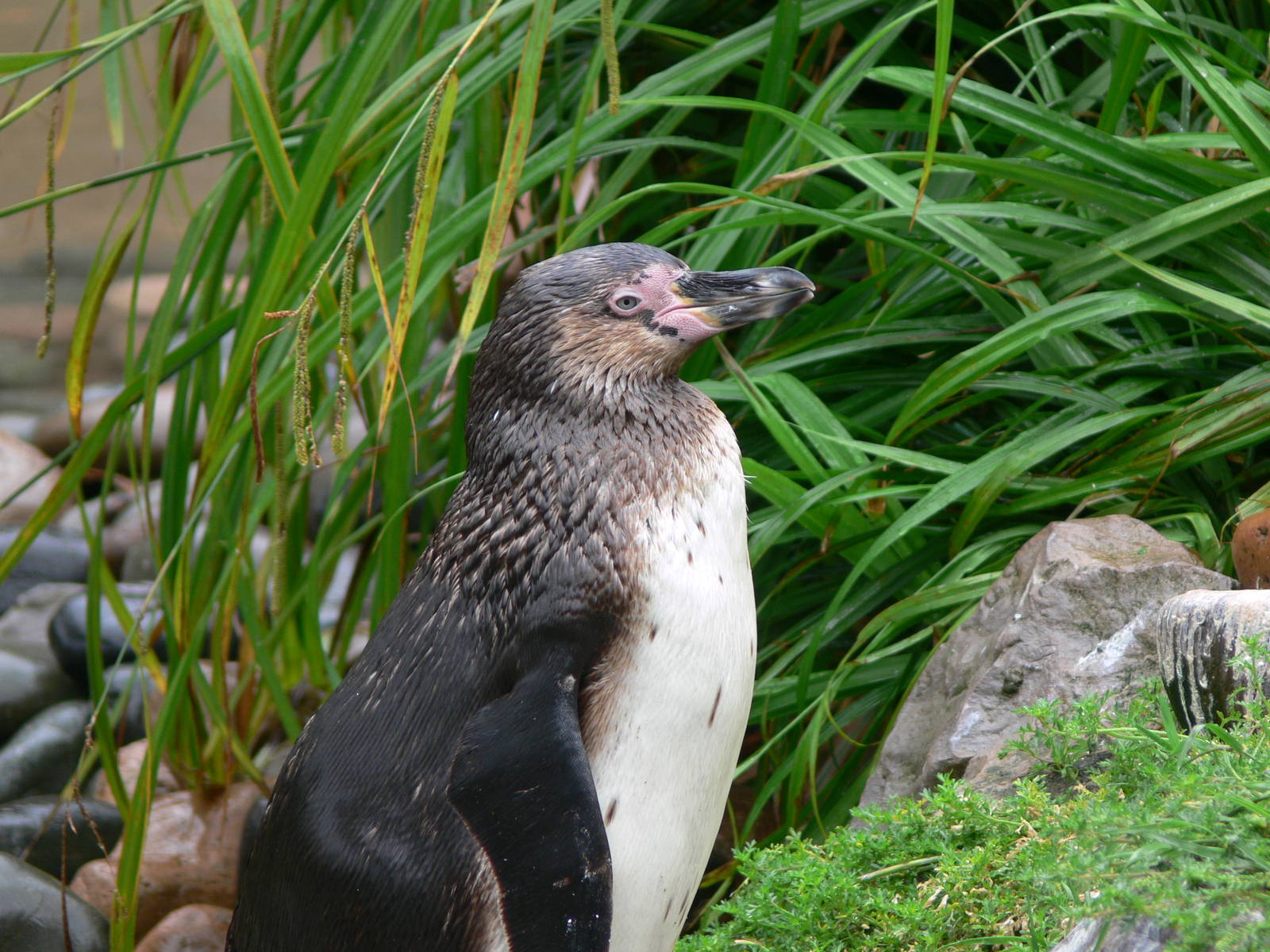 Humboldt Penguin at South Lakes, 04/07/14