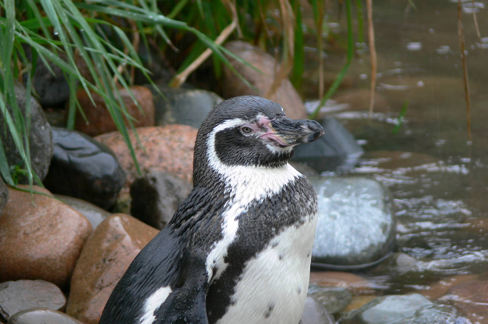 Humboldt Penguin at South Lakes, 11/10/14