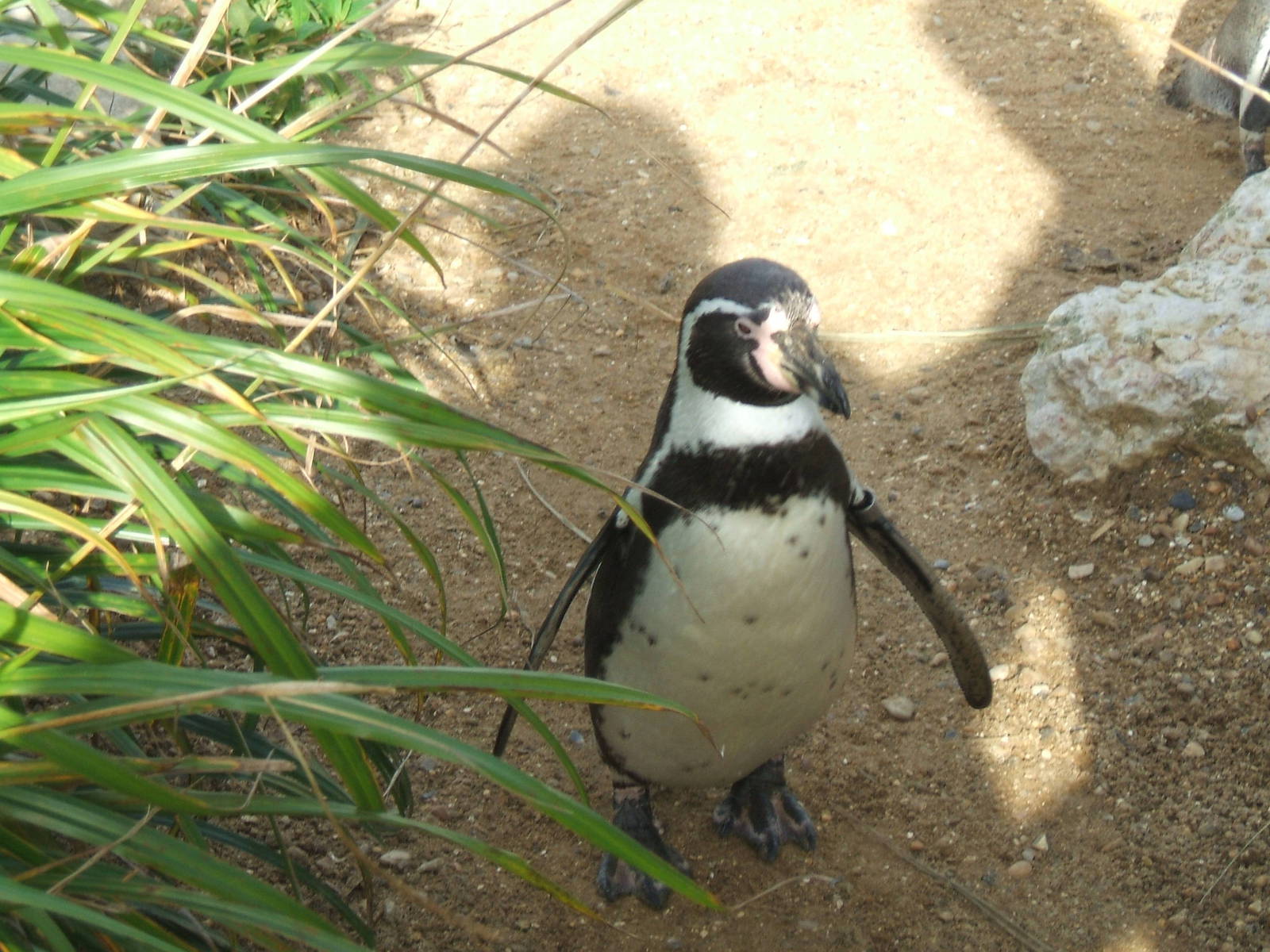 Humboldt Penguin at Whipsnade