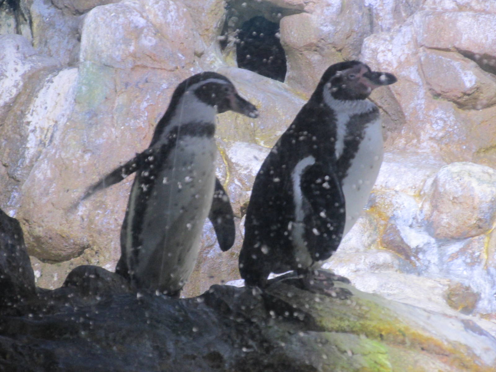 humboldt penguin barcelona aquarium