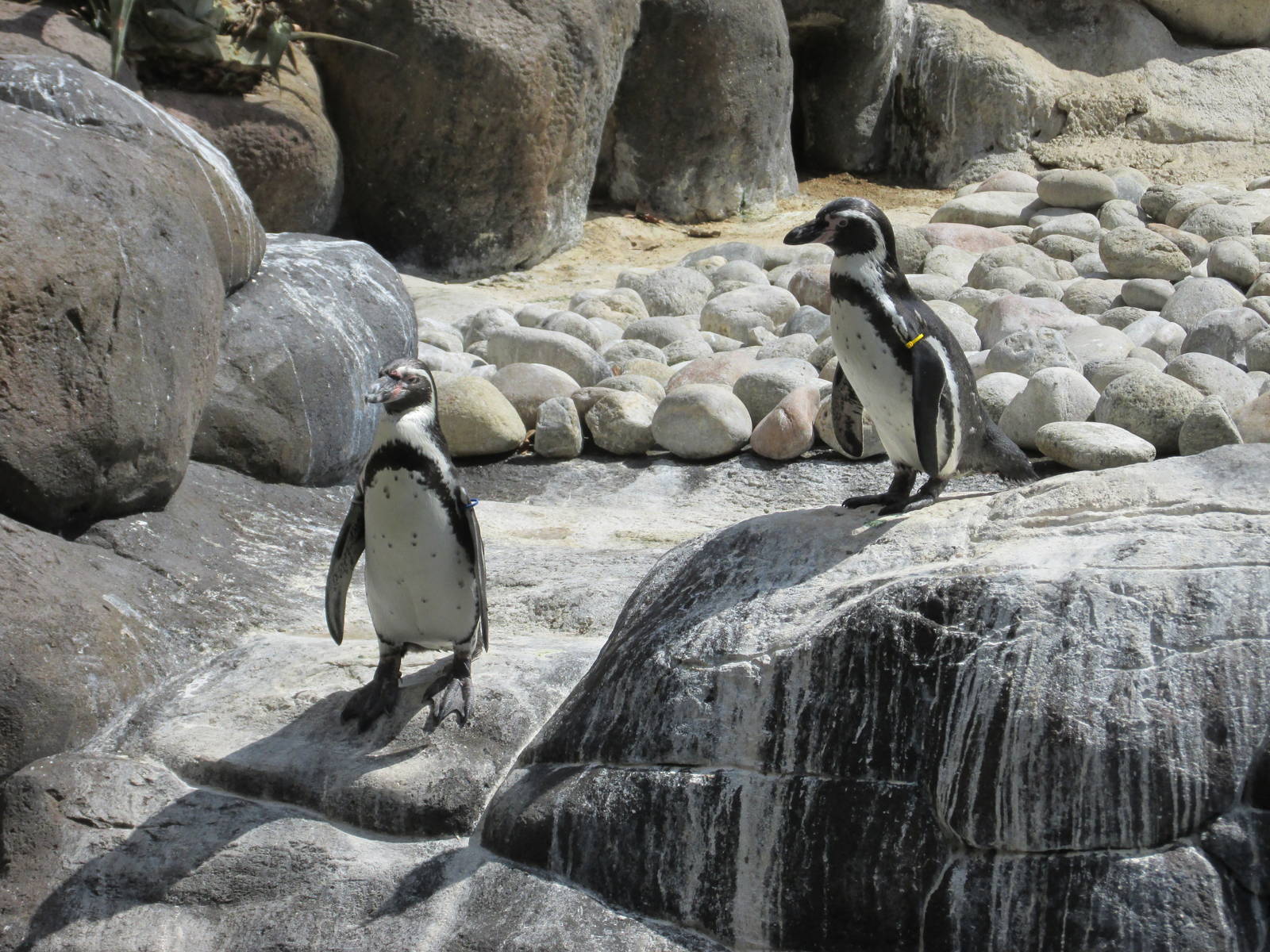 humboldt penguin barcelona zoo