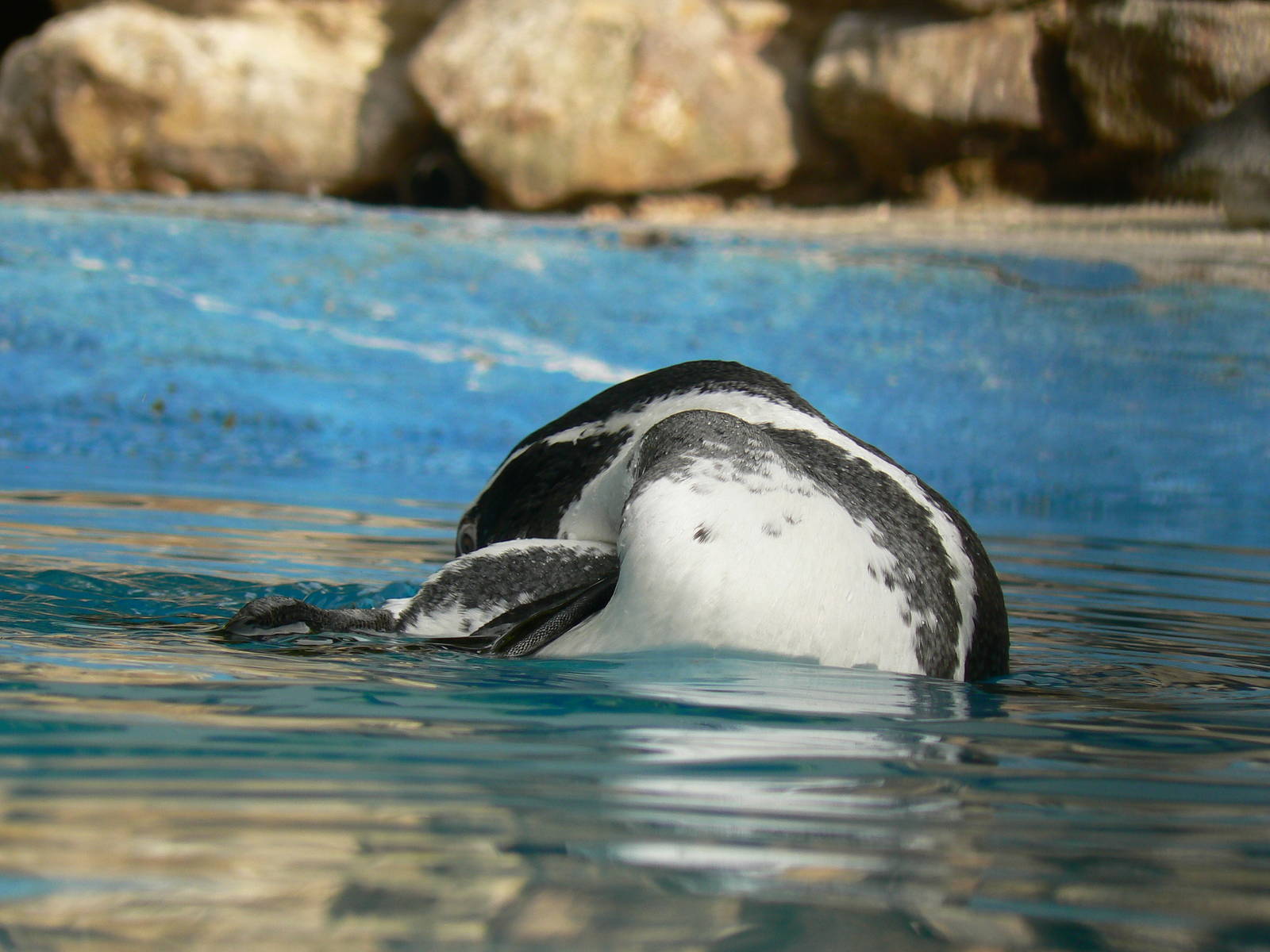Humboldt Penguin Bathing