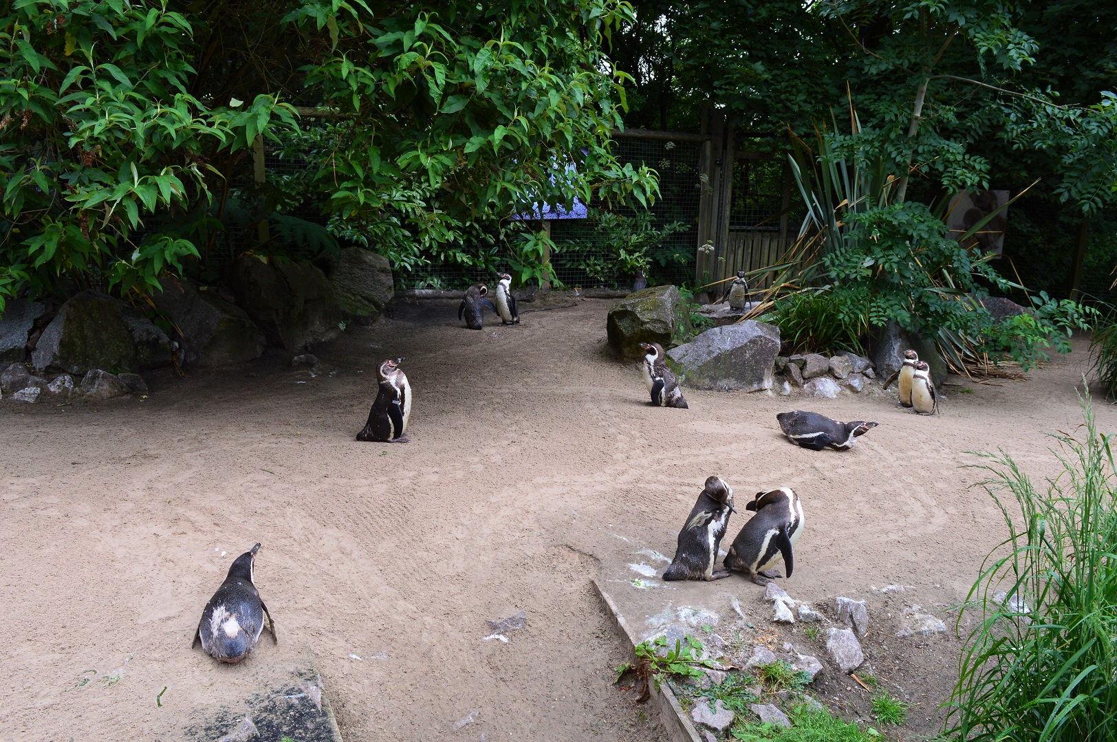 Humboldt penguin beach area
