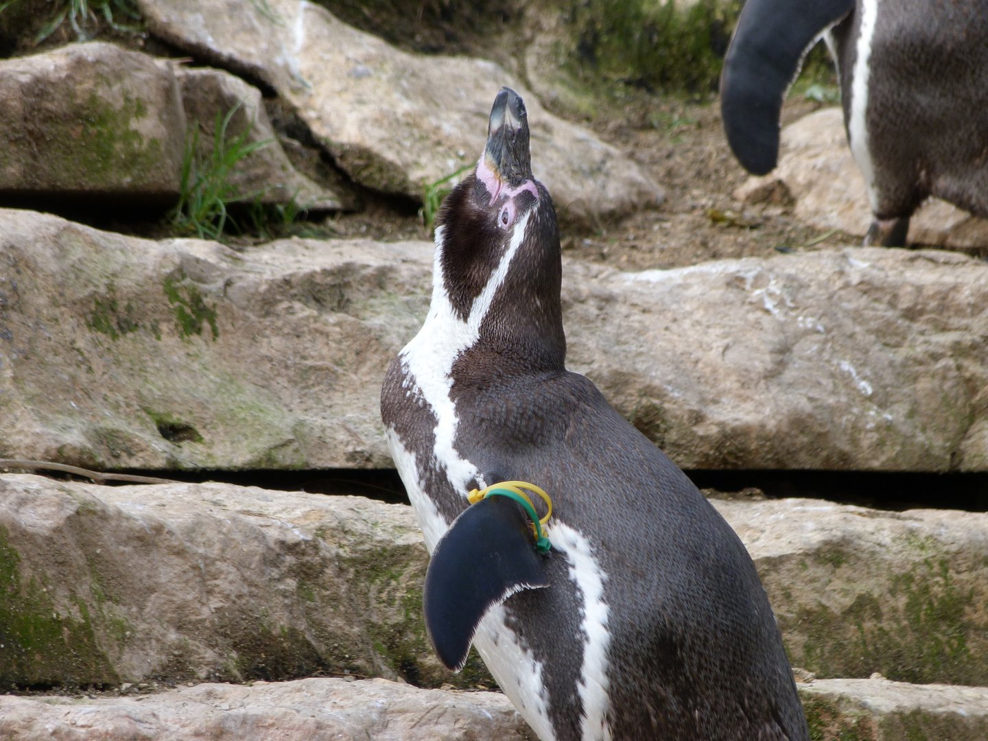 Humboldt penguin -Bioparc de Doué la Fontaine (2025)