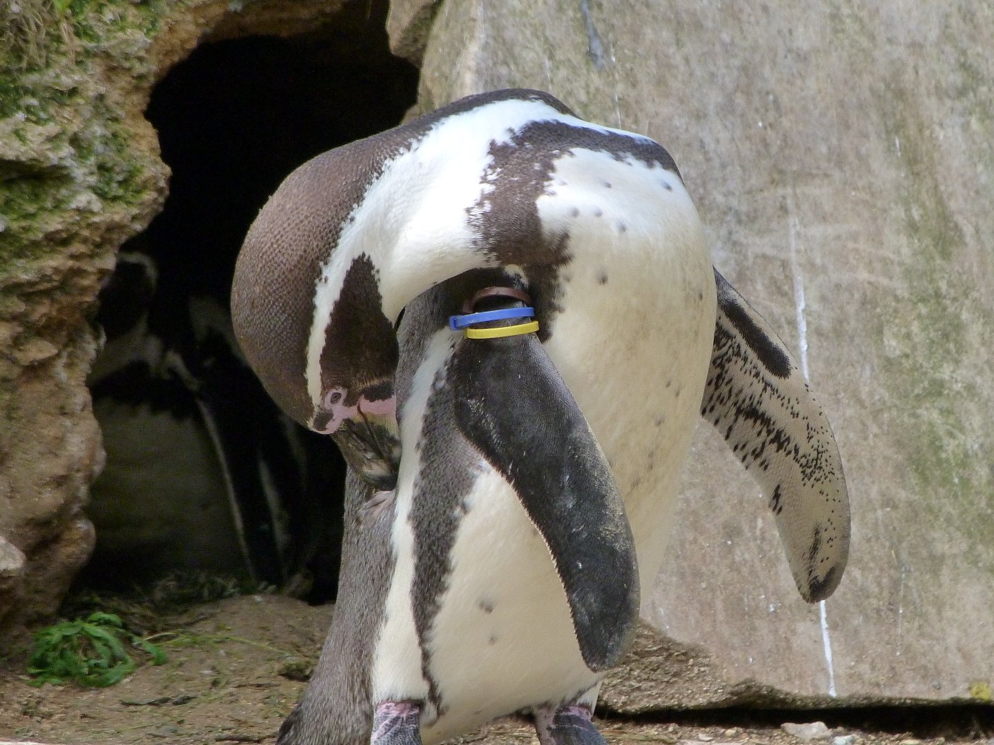 Humboldt penguin -Bioparc de Doué la Fontaine (2025)