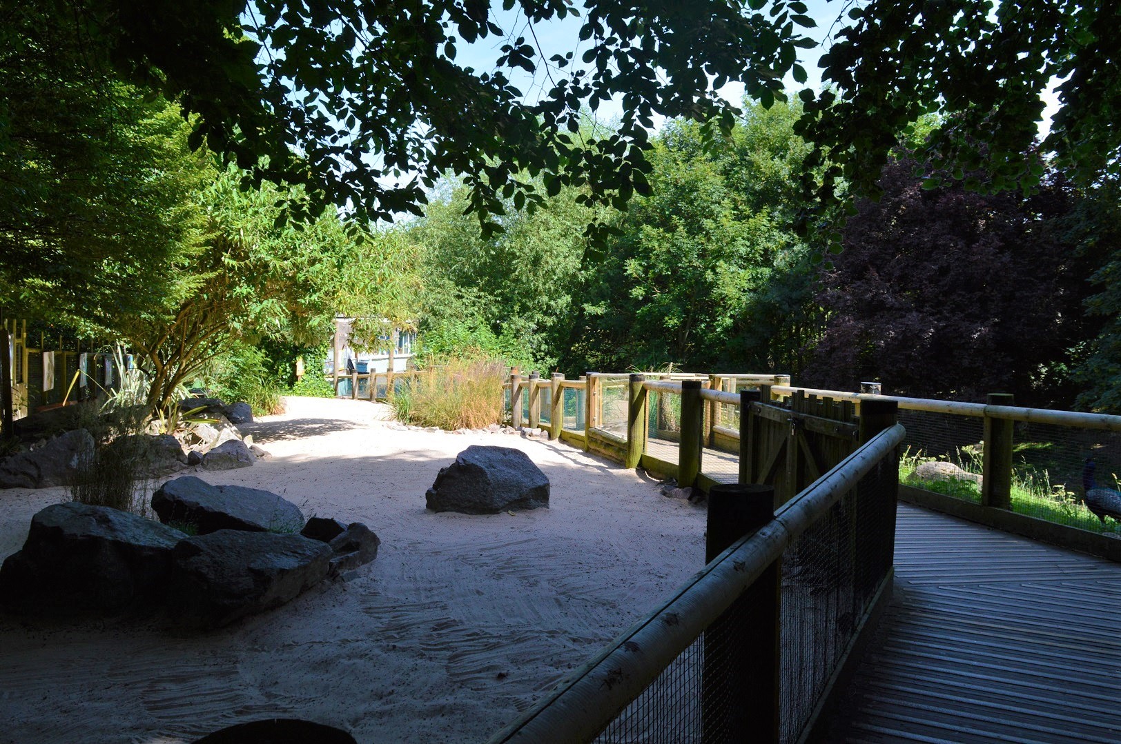 Humboldt penguin boardwalk