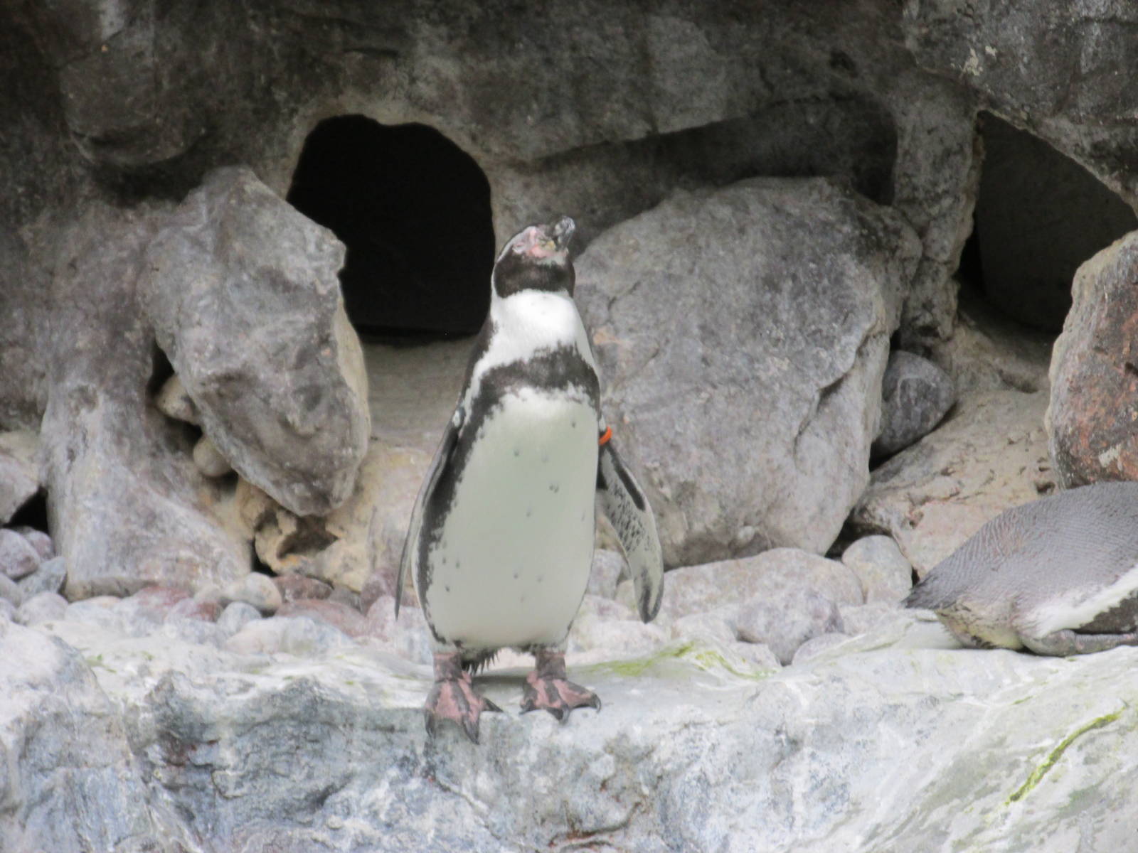 humboldt penguin brookfield zoo