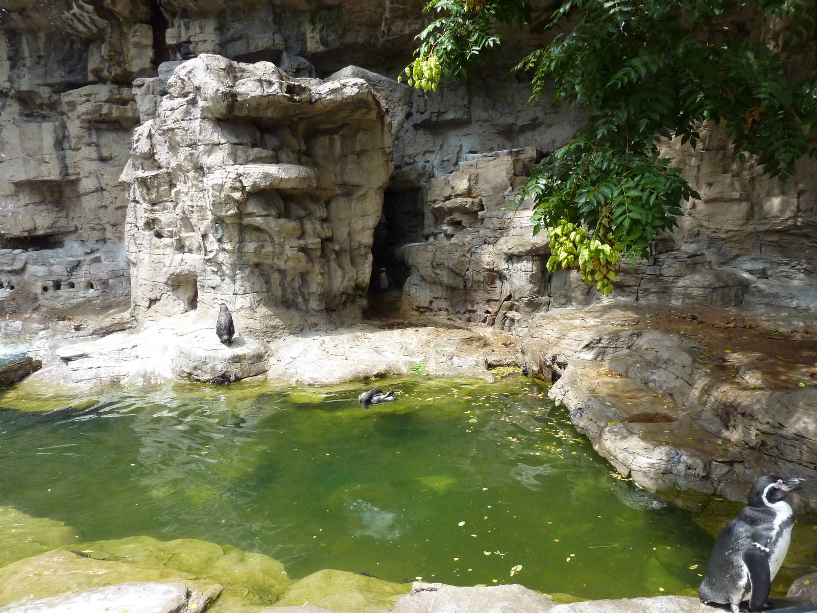 Humboldt Penguin/Brown Pelican Exhibit