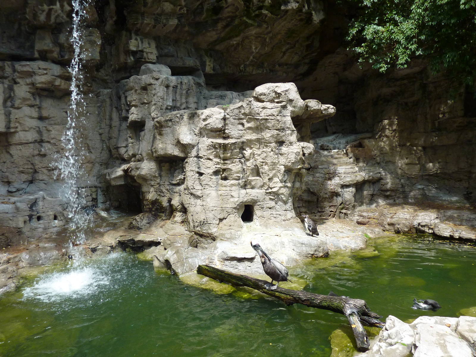 Humboldt Penguin/Brown Pelican Exhibit