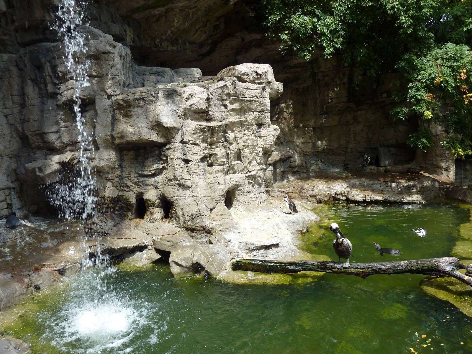 Humboldt Penguin/Brown Pelican Exhibit